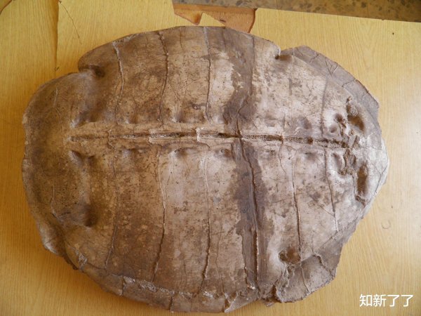 通弘网  叙利亚发现5000万年前海龟化石震惊古生物学界